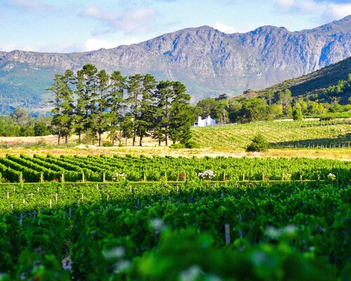 Südafrika - bewegte Weingeschichte, traumhaftes Land - AUSGEBUCHT