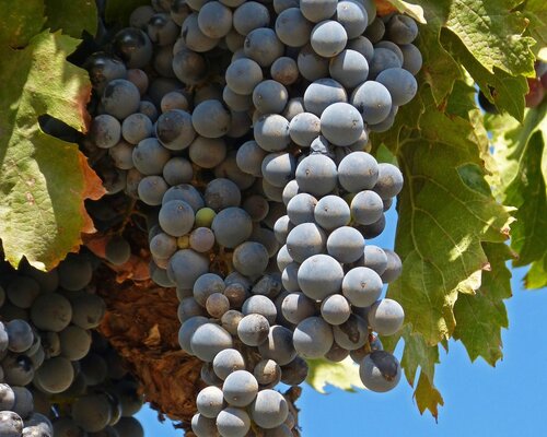 Grenache, Garnacha, Cannonau: Eine Rebsorte auf der Überholspur