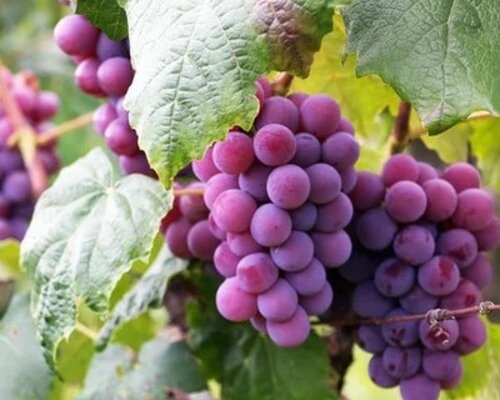 Top 10 der Rebsorten