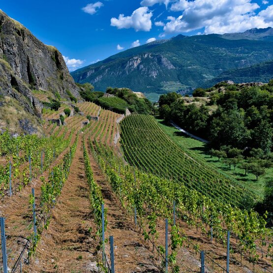 SCHÜWO Weinschule: Chasselas – die Genetik der Schweizer Weinkultur!, Donnerstag, 22. Januar 2026