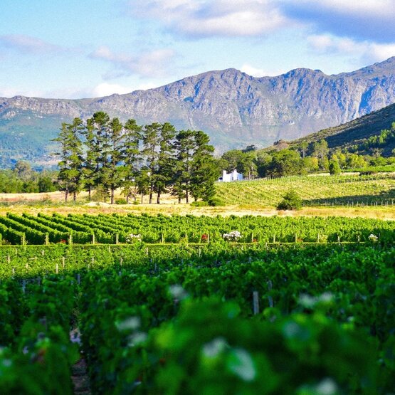 SCHÜWO Weinschule: Südafrika - bewegte Weingeschichte, traumhaftes Land, Donnerstag, 7. Mai 2026