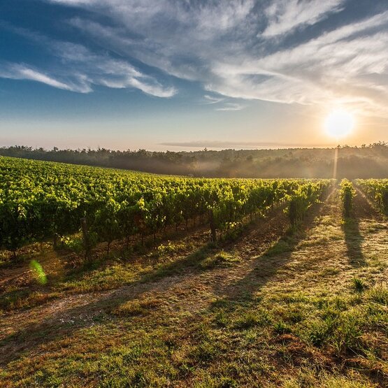 SCHÜWO Weinschule: Carmenère – eine Schönheit undercover, Donnerstag, 26. November 2026 - wenige letzte Plätze verfügbar
