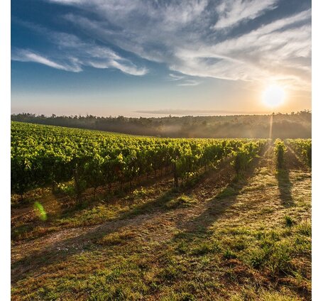SCHÜWO Weinschule: Carmenère – eine Schönheit undercover, Mittwoch, 9. September 2026